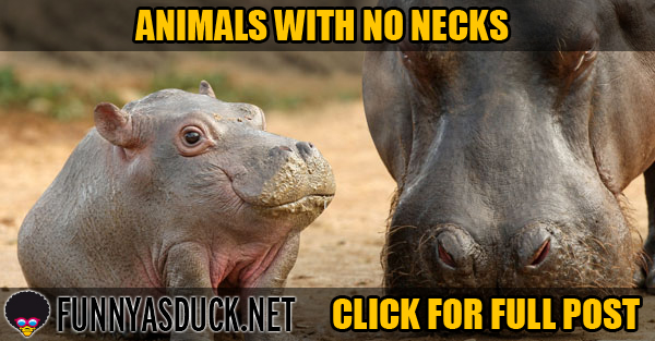 Animals With No Necks | Funny As Duck