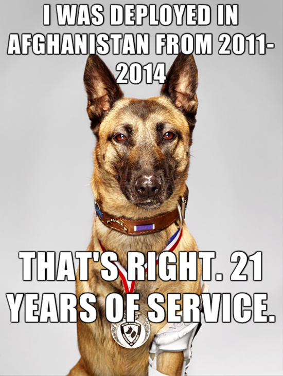 Veteran Dog