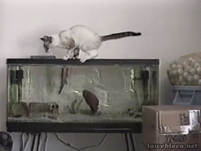 Cat vs Fish