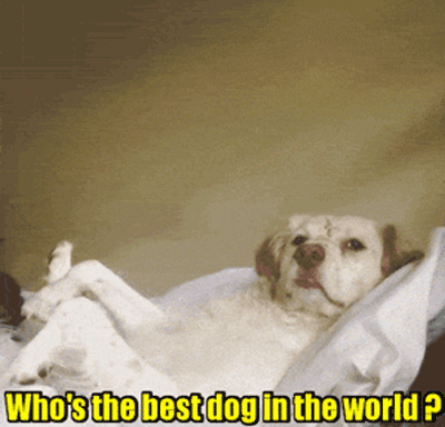 Who's The Best Dog?