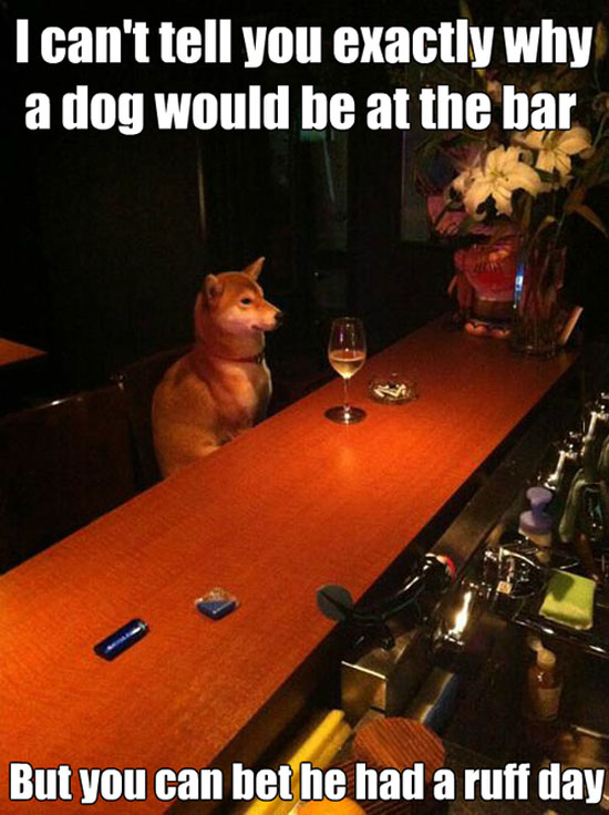 Dog In A Bar