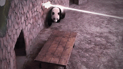 Panda Under Fire