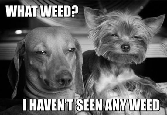 What Weed?
