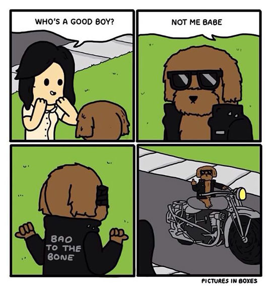 Who's A Good Boy?