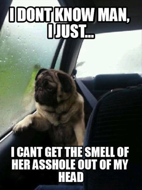 Lonely Pug
