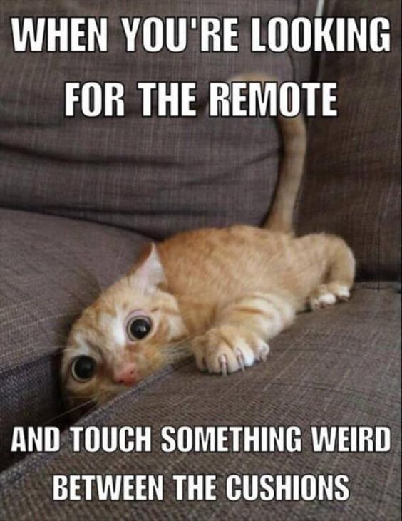 When You're Looking For The Remote